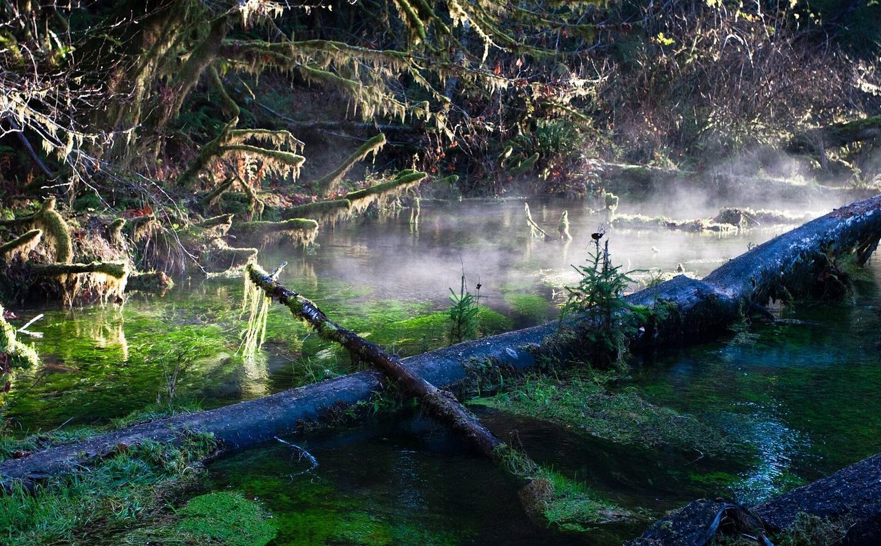 Hoh Rain Forest corridor