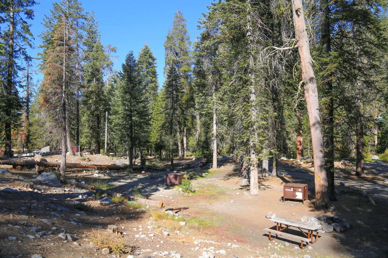 Lodgepole
