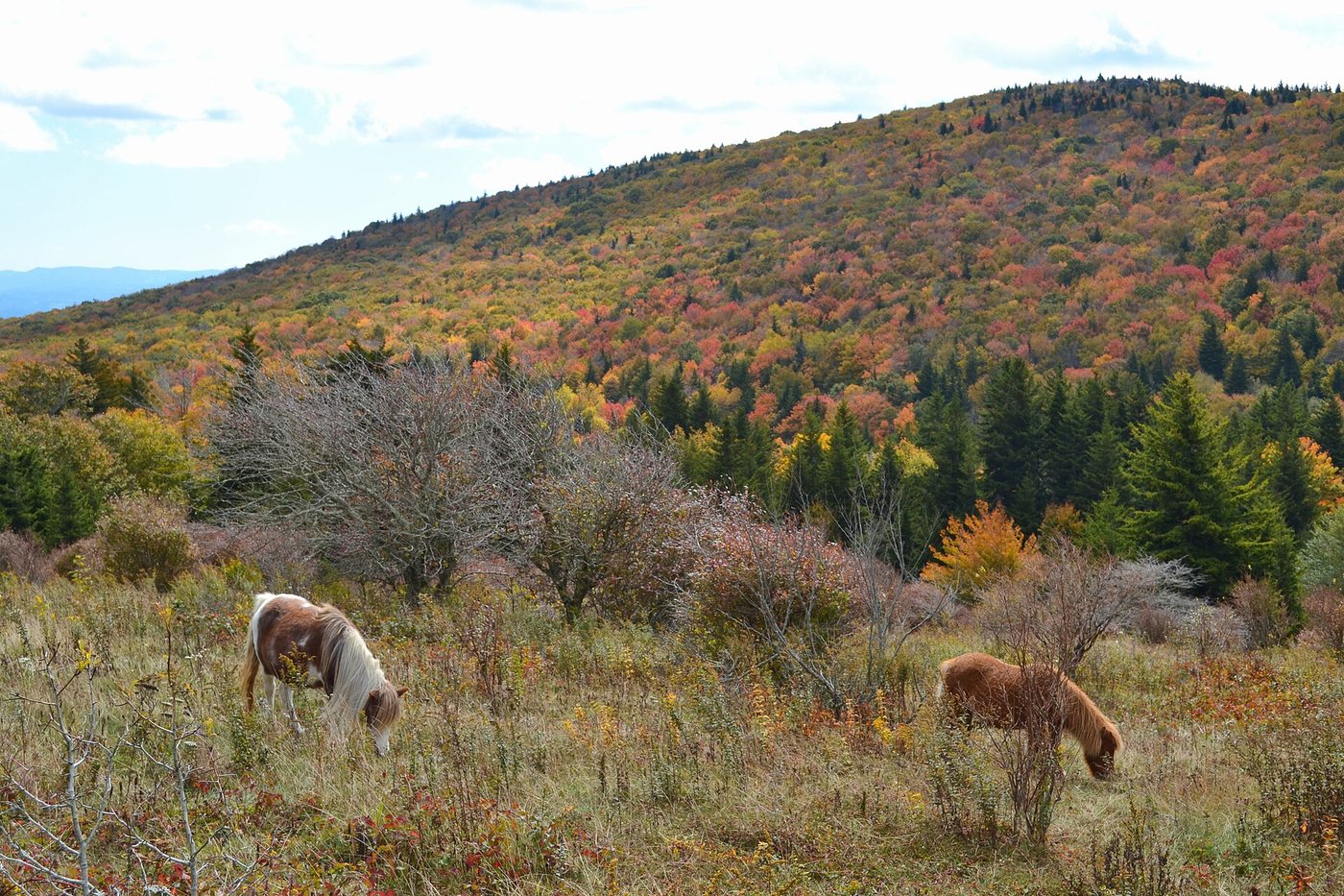 Grayson Highlands Wild Ponies
